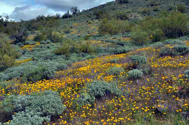 wildflowers